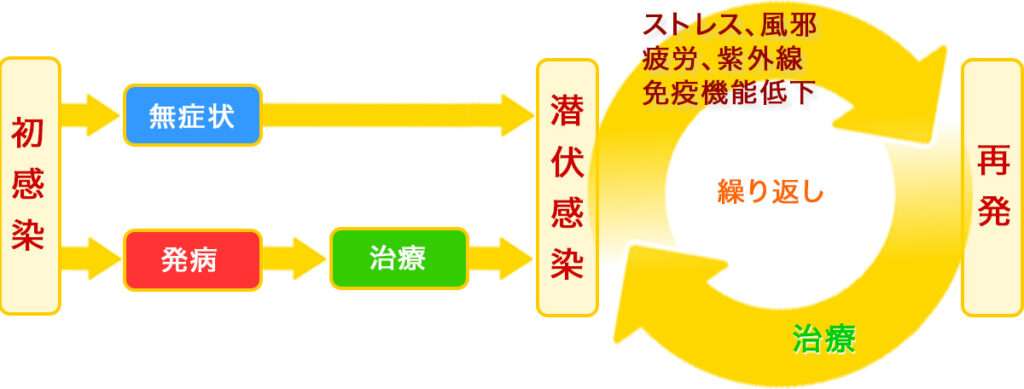 感染と再発のサイクル