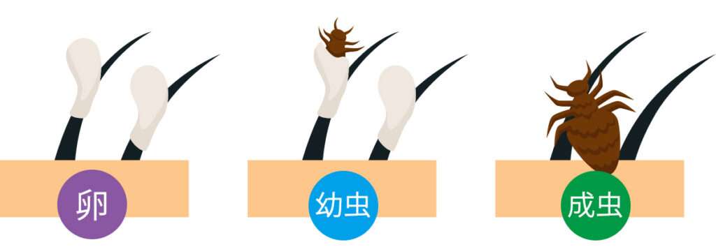 大体8日で孵化