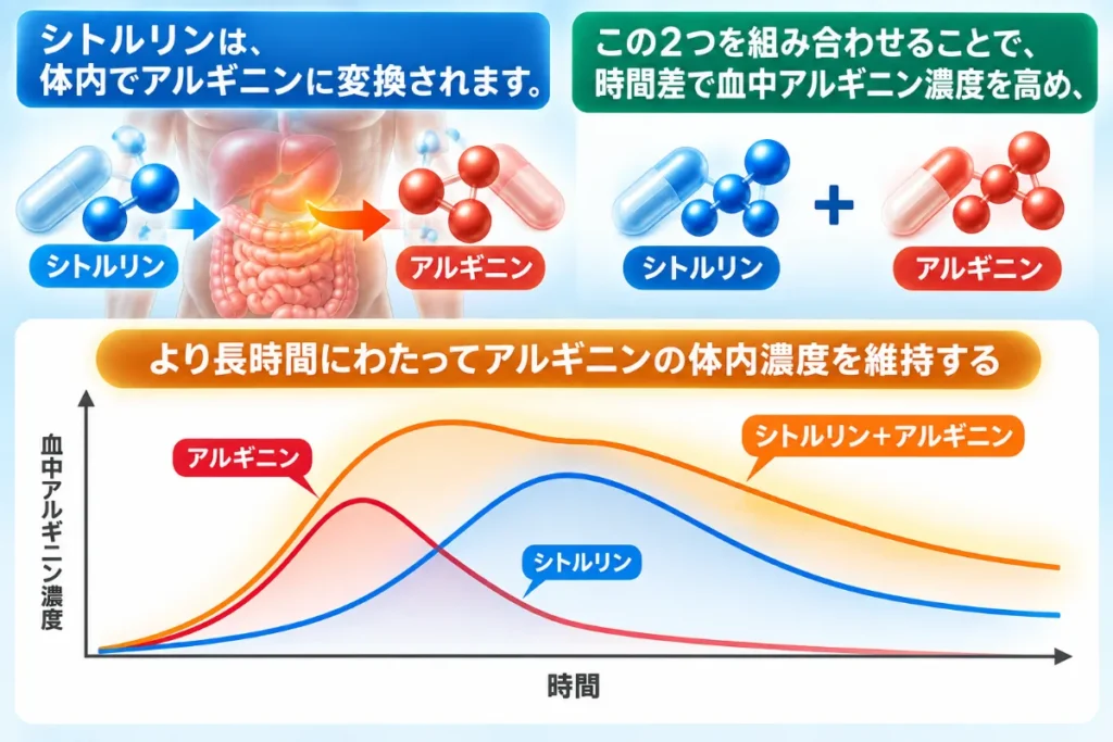 シトルリンは、体内でアルギニンに変換されます。この2つを組み合わせることで時間差で血中アルギニン濃度を高めます。