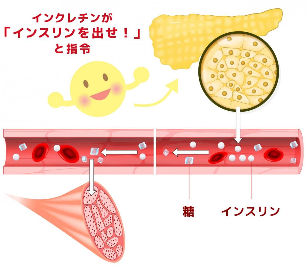 血糖値を下げる食べ物一覧と食べ方のポイント | 糖尿病お助け隊